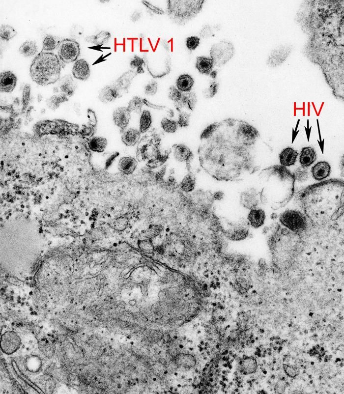 Les virus aussi vivent en groupe et fabriquent des biofilms